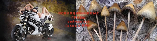PSILOCYBIN Вяземский